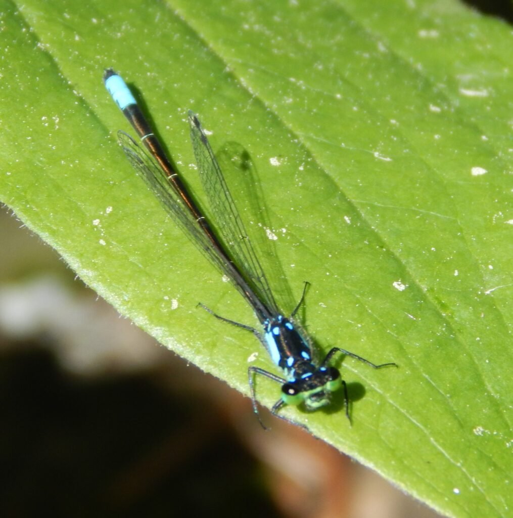 best beginners guide to macro photography