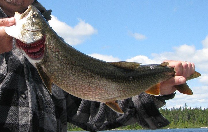 lake trout