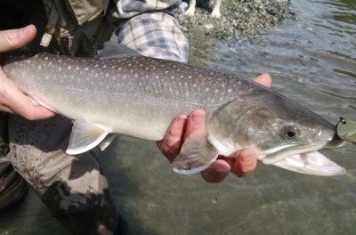 Beginner's Guide to Fishing Lake Trout