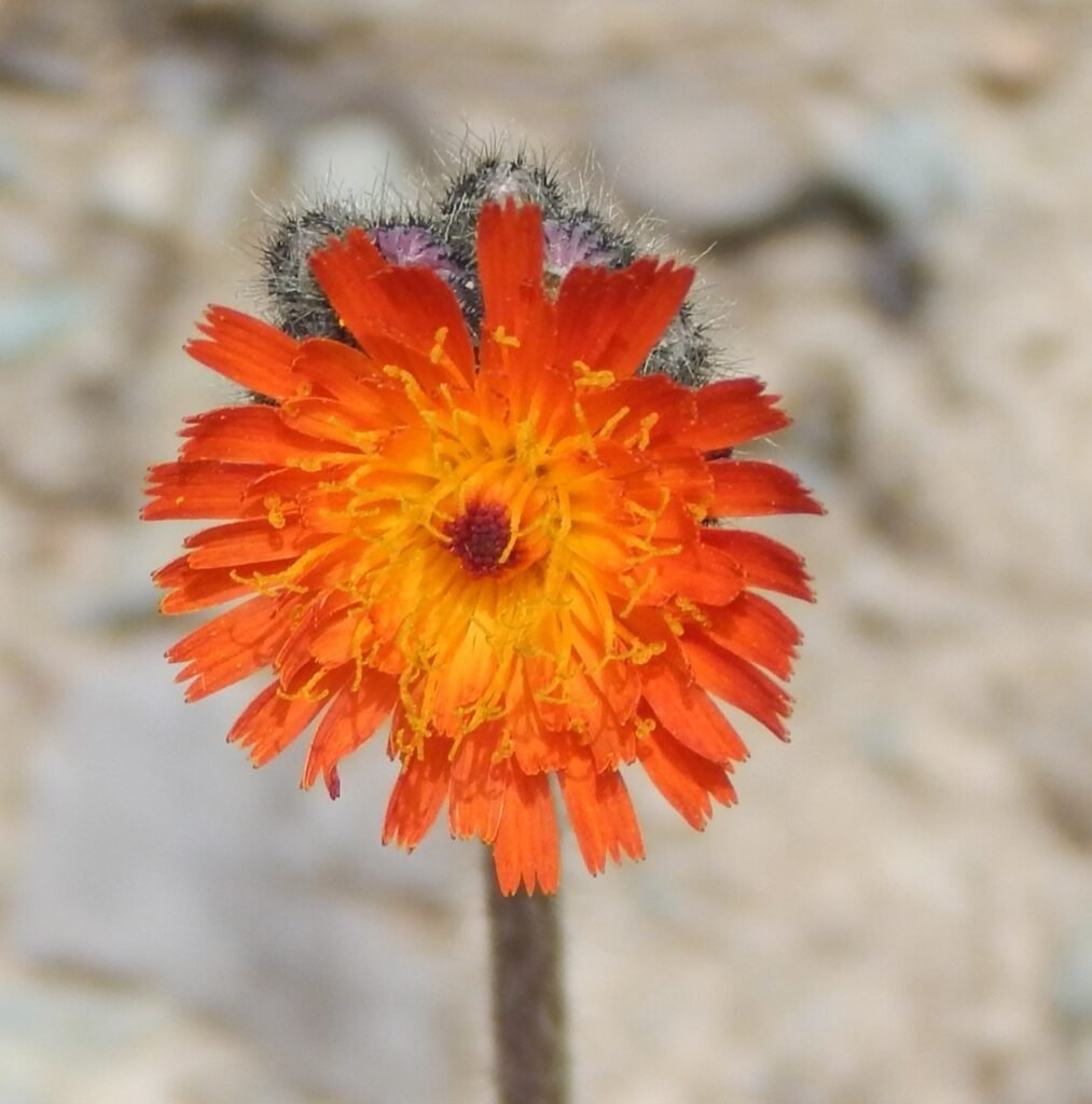 orange flower, macro photography,