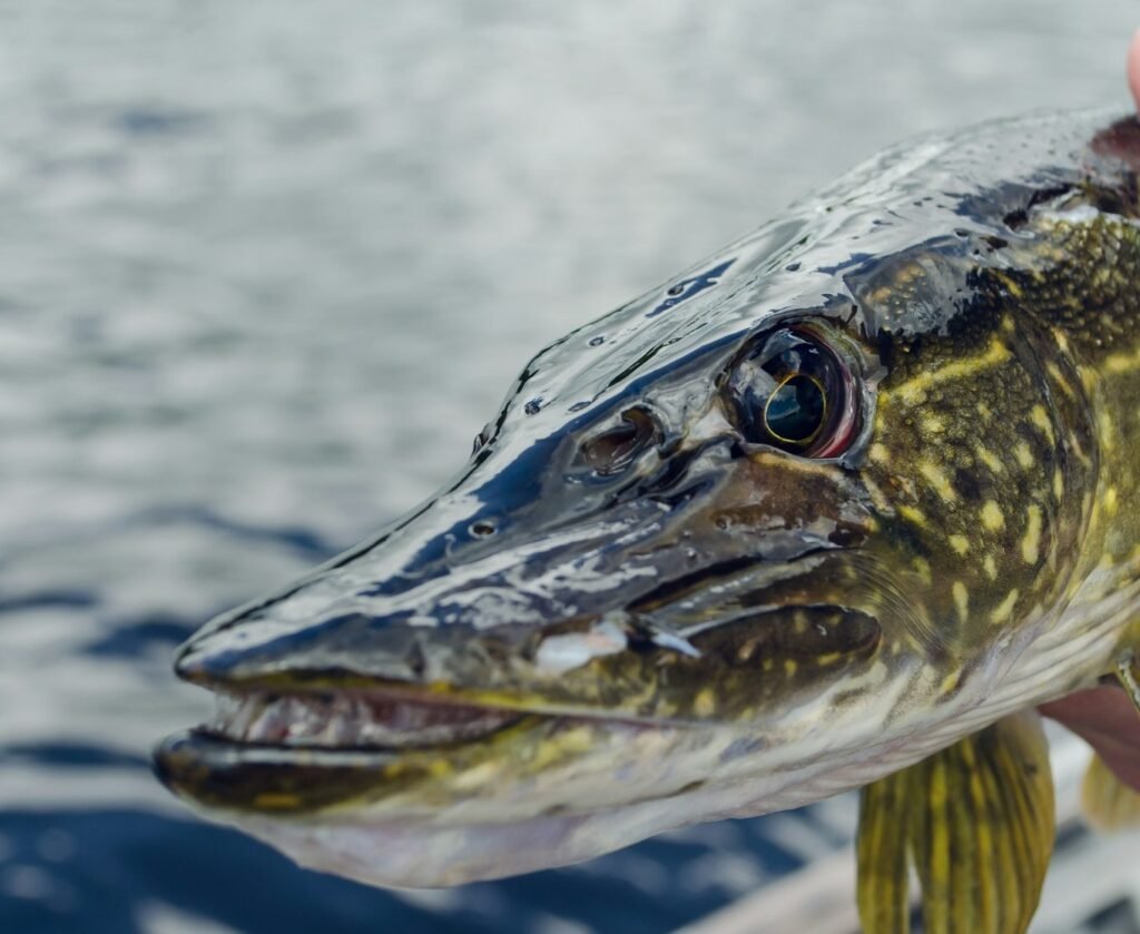 pike fishing in the fall