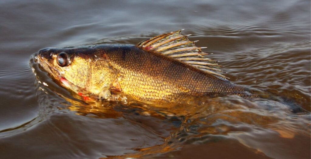 walleye
