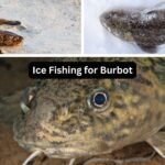 Ice Fishing for Burbot: A Great Guide to Catching Ling ice fishing for burbot