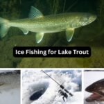 Ice Fishing for Lake Trout: Best Beginner Guide Ice Fishing for Lake Trout