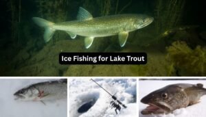 Ice Fishing for Lake Trout: Best Beginner Guide Ice Fishing for Lake Trout