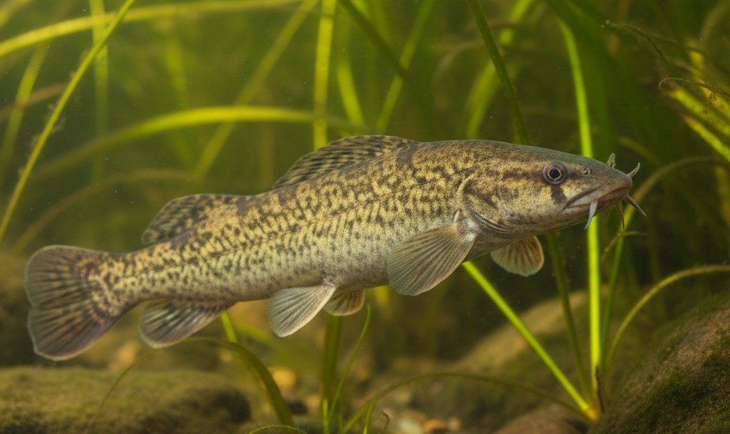 ice fishing for burbot